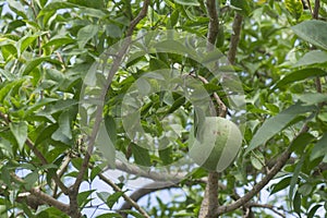 Image of aegle marmelos correa fruit on the tree.