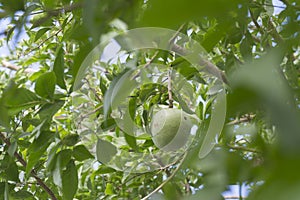 Image of aegle marmelos correa fruit on the tree.