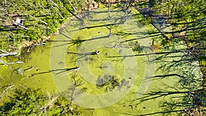 Aerial downward view of green murky swamp water with tall dead trees and long ominous shadows