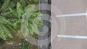 Aerial view of the backlane behind the oil palm trees.