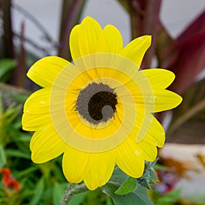 Image of African Daisy Flower.