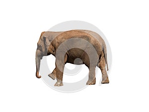 Image of an african elephant , huge pachyderm photo