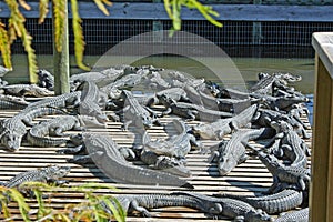 A group of alligators