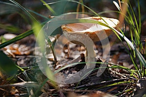 Image of Amanita lurked in the grass