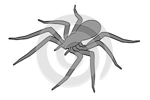 Image of amaurobius spider