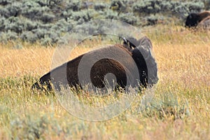 image of an American bison (Bison bison) resting on a praire. Yellowstone National Park, Wyoming, USA. photo