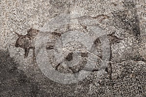 An image of ancient animals on a cave wall painted by an ancient man.