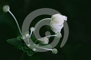 Anemone hupehensis white flower photo