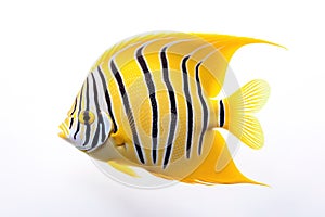 Image of an angelfish on white background. Fishs, Underwater Animals. Illustration, Generative AI