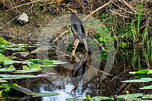 Anhinga with Reflection