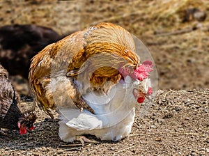 Animal rooster treads a white chicken on a farm photo