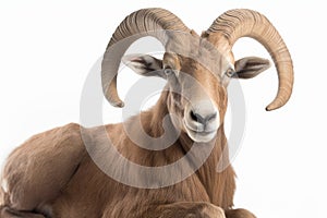 image of aoudad isolated on white background
