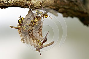 Image of an Apache Wasp Polistes apachus and wasp nest on natu photo