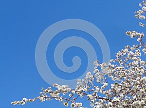 Spring Apple Blossoms Against Blue Sky - Background