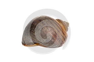 Image of apple snail Pila ampullacea isolated on white background. Animal photo