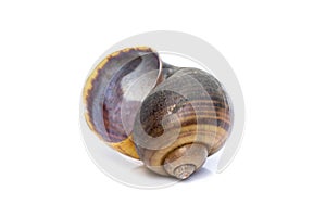 Image of apple snail Pila ampullacea isolated on white background. Animal photo