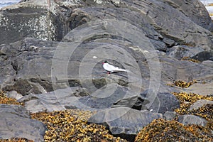 Image of arctic stern along the coast of iceland