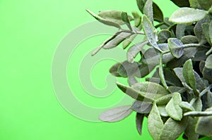 The image of artificial plant on a green backfound