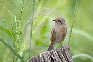 Image of Asian Brown Flycatcher Muscicapa dauurica on stump on nature background. Bird. Animals