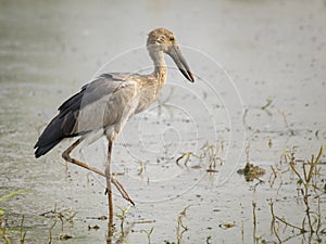 Image of Asian openbill stork on natural background. Wild Animal