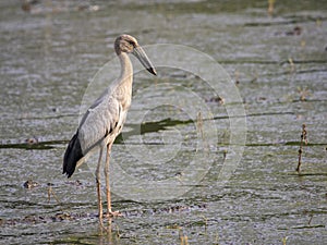 Image of Asian openbill stork on natural background. Wild Animal