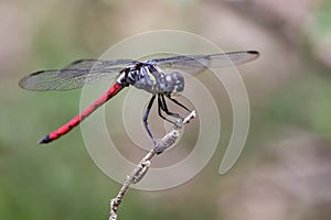 Image of an Asiatic Blood Tail dragonflyLathrecista asiatica.