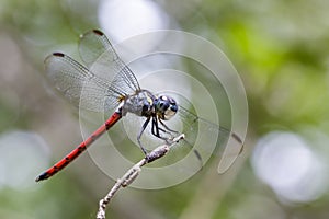 Image of an Asiatic Blood Tail dragonflyLathrecista asiatica