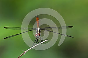 Image of Asiatic Blood Tailed Dragonflyfemale