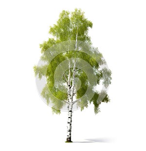 Image of aspen tree on white background. Nature. Illustration, Generative AI