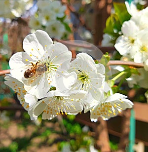 An image of an aspicot sitting on a white flower of a tree is depicted. Flowering plants with pronounced yellow pestles and stame