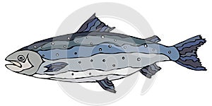 Image of Atlantic Salmon Red Fish. Realistic Vector Illustration Isolated On a White Background Hand Drawn Doodle