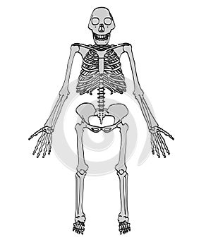 Image of australopithecus afarensis photo