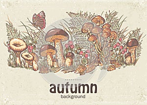 Image of autumn background with white mushrooms, chanterelles and oyster mushrooms photo