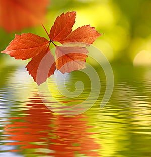 image of autumn leaves over the water close-up