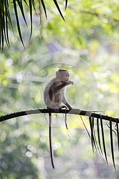 An image of a baby Bonnet Macaque Monkey eating leaves from a tree