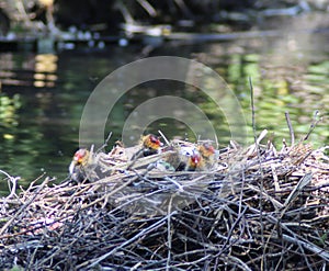Coots - nest of coots