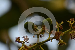 This is an image of baby mango .