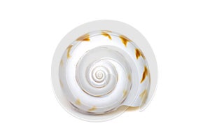 Image of babylonia areolata is a species of sea snail, a marine gastropod mollusc in the family Babyloniidae isolated on white