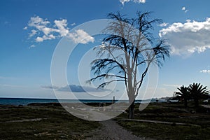 Silhouette of the gandioso tree next to the maritime coast photo