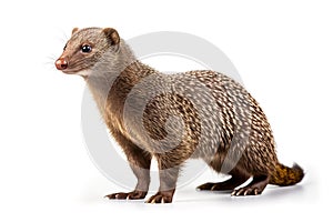 Image of a banded mongoose on white background. Mammals, Wildlife Animals, Illustration, Generative AI