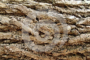 Image of bark pine tree