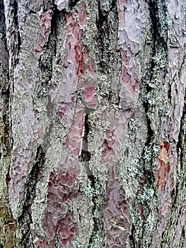 Image of bark pine tree. natural background,texture / With copy space