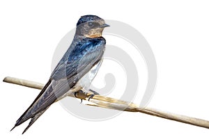 Image of barn swallow bird Hirundo rustica isolated on white background. Bird. Animal