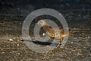 Image of Barred Buttonquail Turnix suscitator on nature background. Bird, Animals