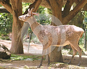 A Bawean deer standing around the zoo in the safari park photo