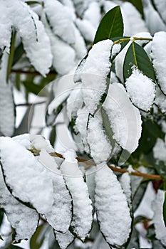 Bay leaf under the snow