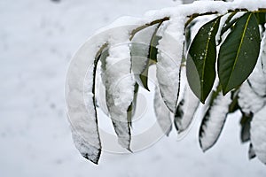 Bay leaf under the snow