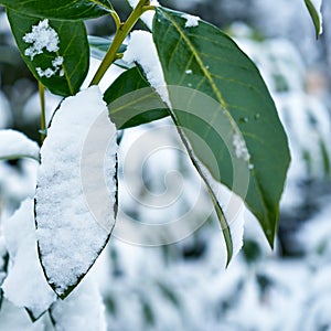 Bay leaf under the snow