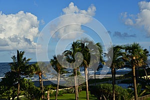 Palm trees offer a beautiful fore-front to a compelling South Florida beach scene