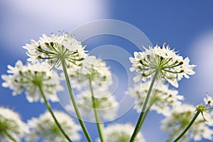 beautiful Apiaceae flower outdoors photo